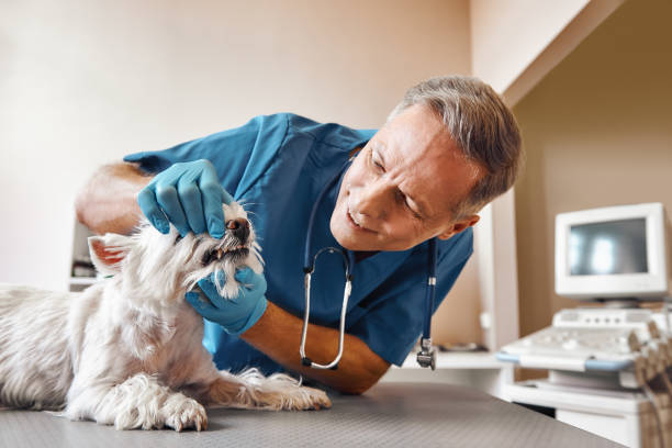 Best Emergency Broken Tooth Repair in Burke, VA